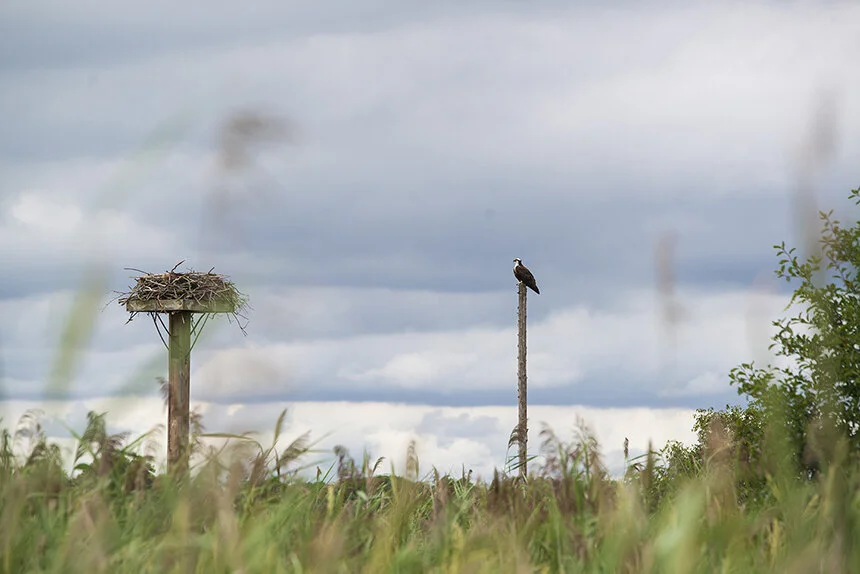The Jacob’s Point Preserve at the border of Bristol and Warren is one of Rhode Island’s healthier salt marshes. — Photo by Joanna Detz/ecoRI News