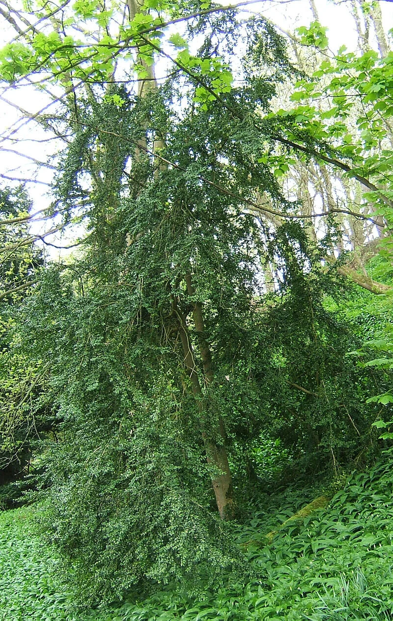 Common boxwood