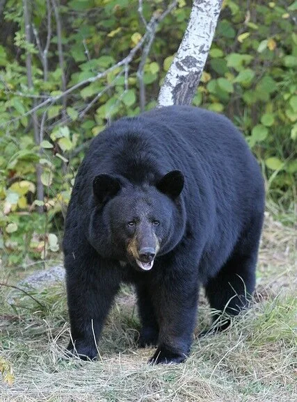 Black bear