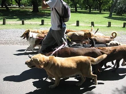 Professional dog walker