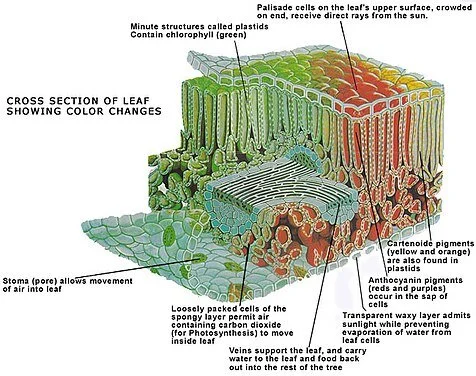 476px-Leaf_color_change.jpeg