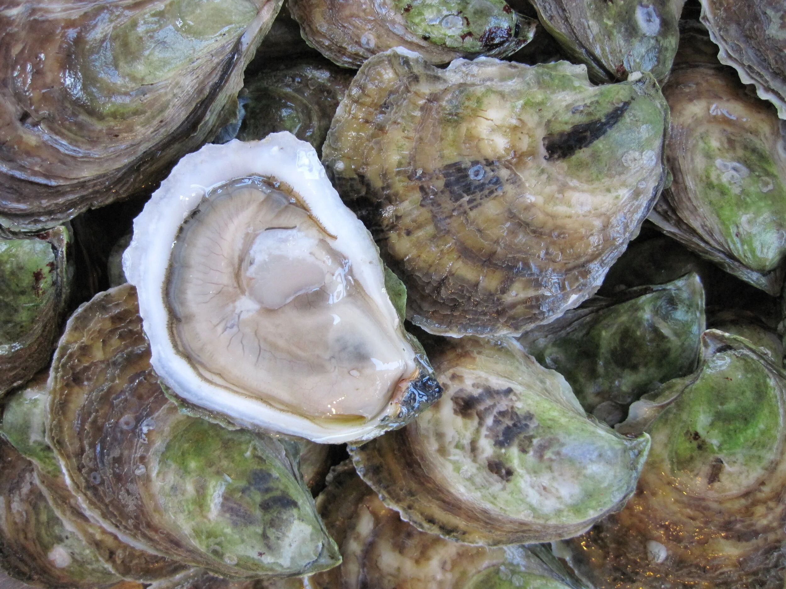 Farming Maine oysters as the coastal environment  changes