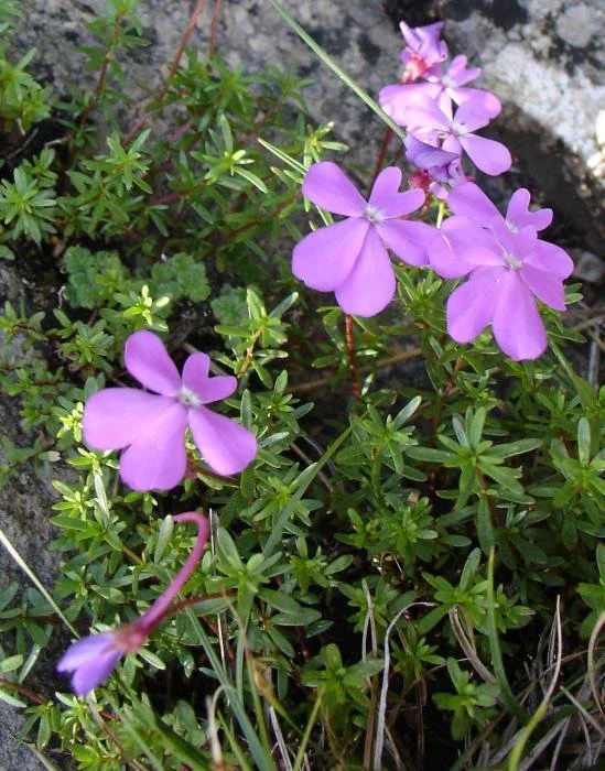 ‘Hairy with violets’