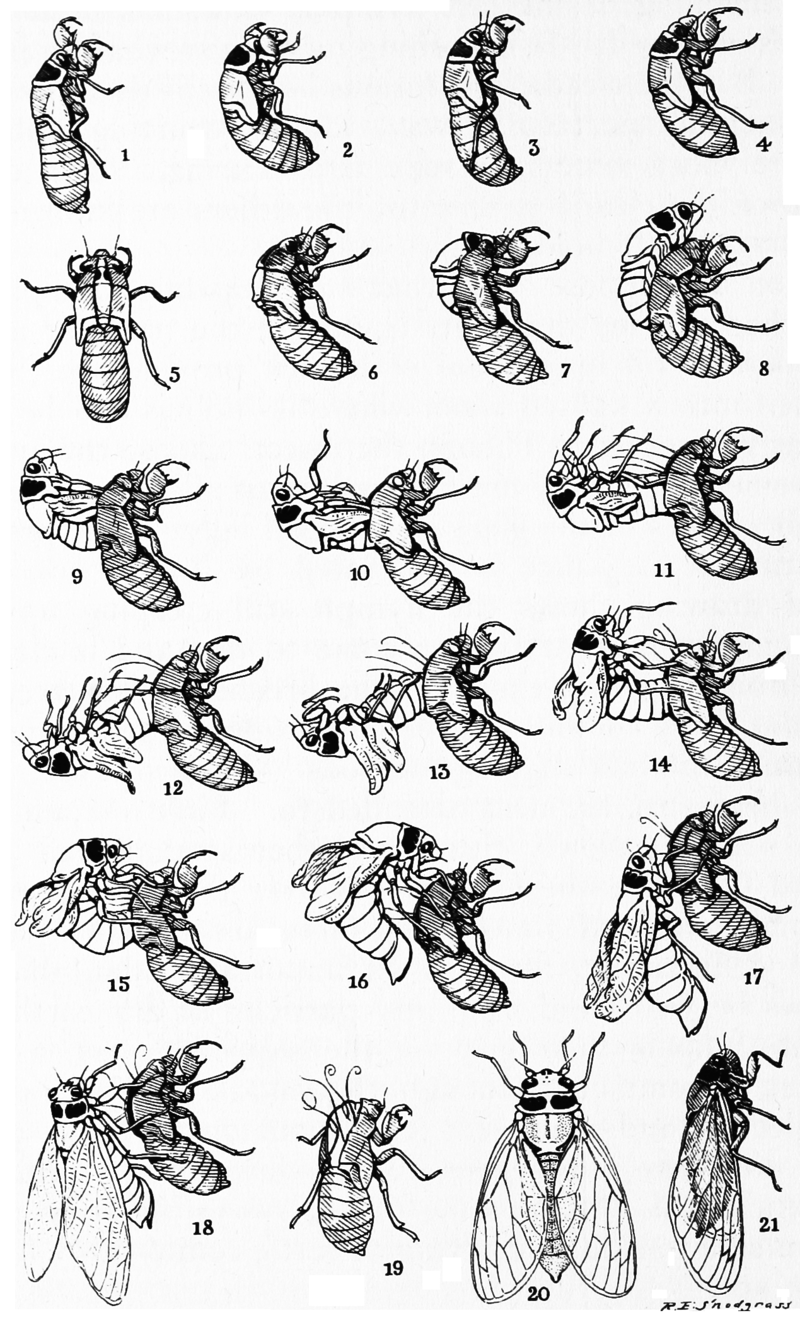 Gird yourself for noisy double brood of cicadas