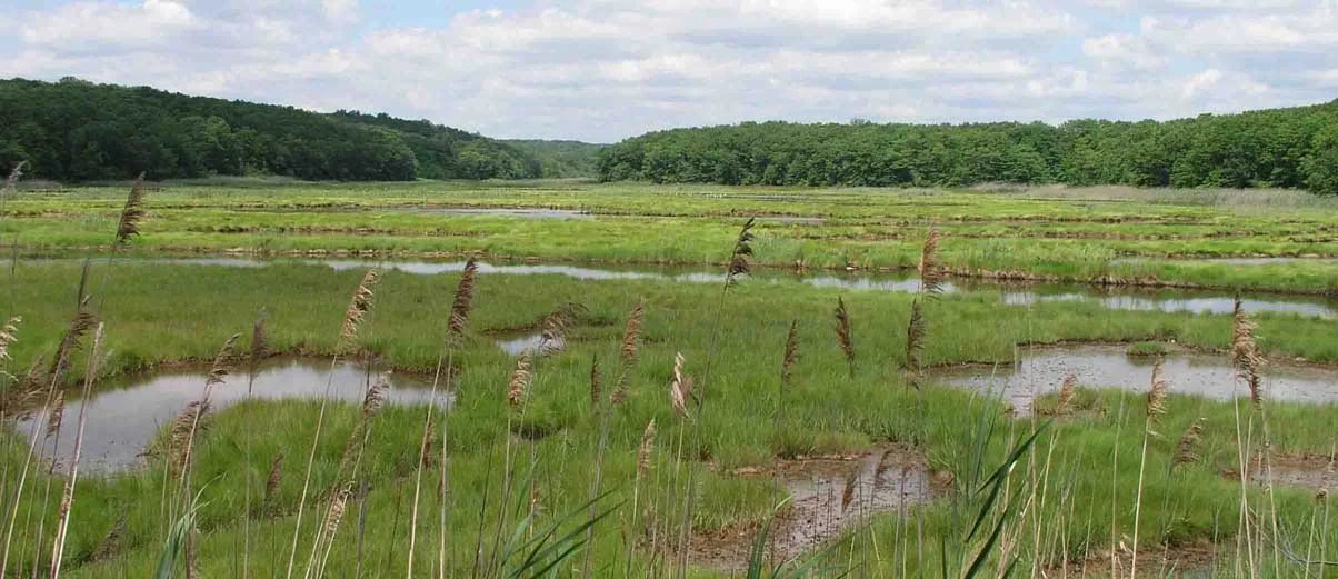 Nature-based ways to mitigate disasters