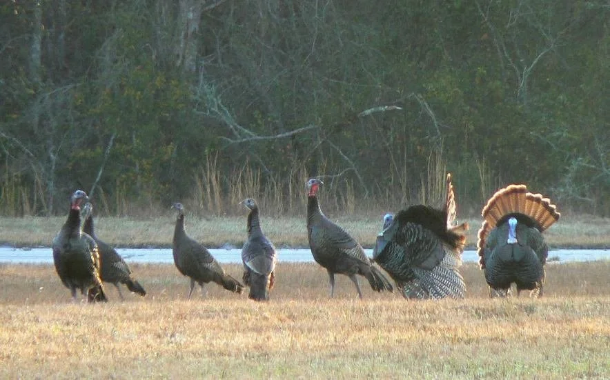 turkeys.jpeg