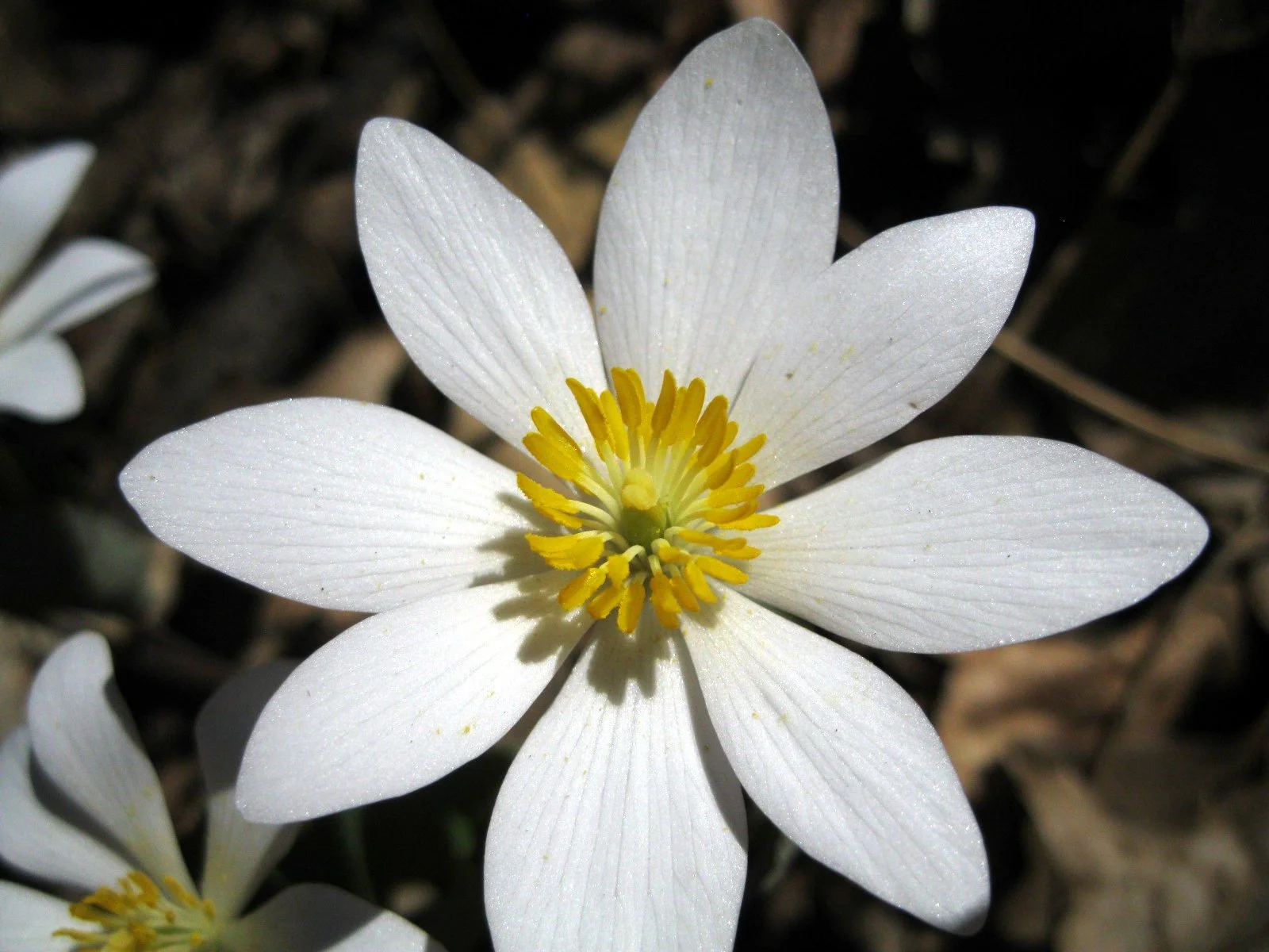 Bloodroot_closeup.jpeg
