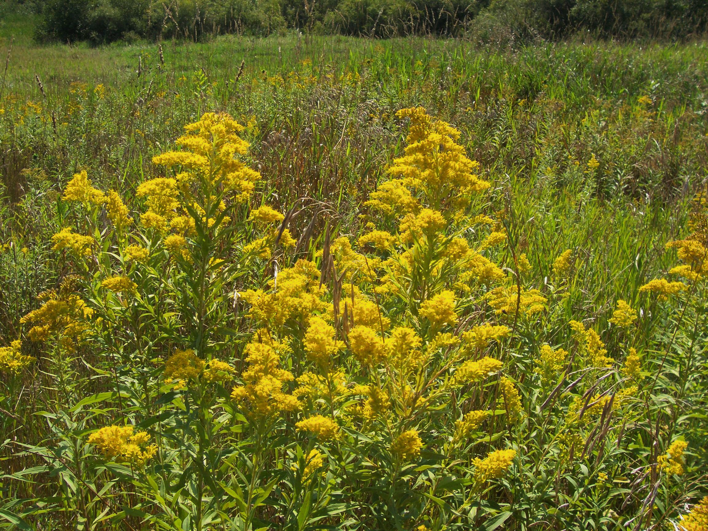 Field-of-goldenrod-flowers.jpg