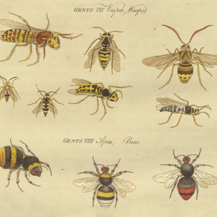 bees_726x726.jpg
