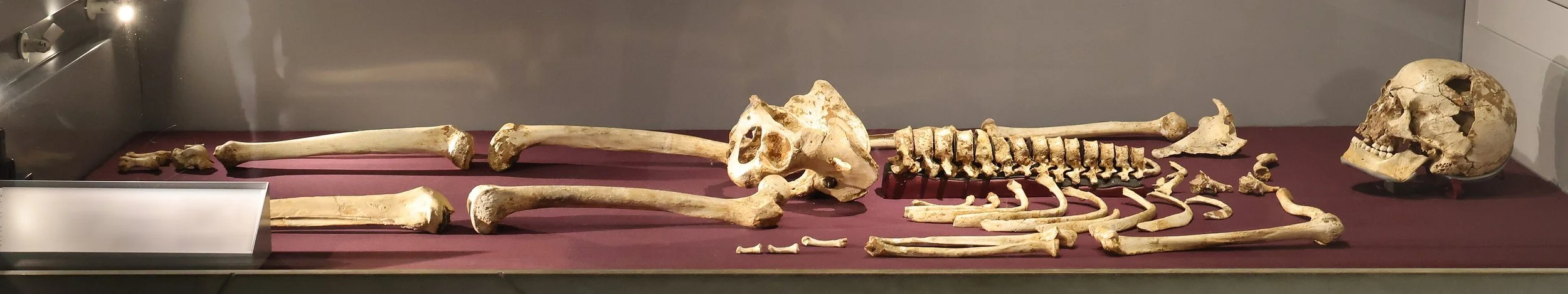 Cheddar_man_2024.JPG