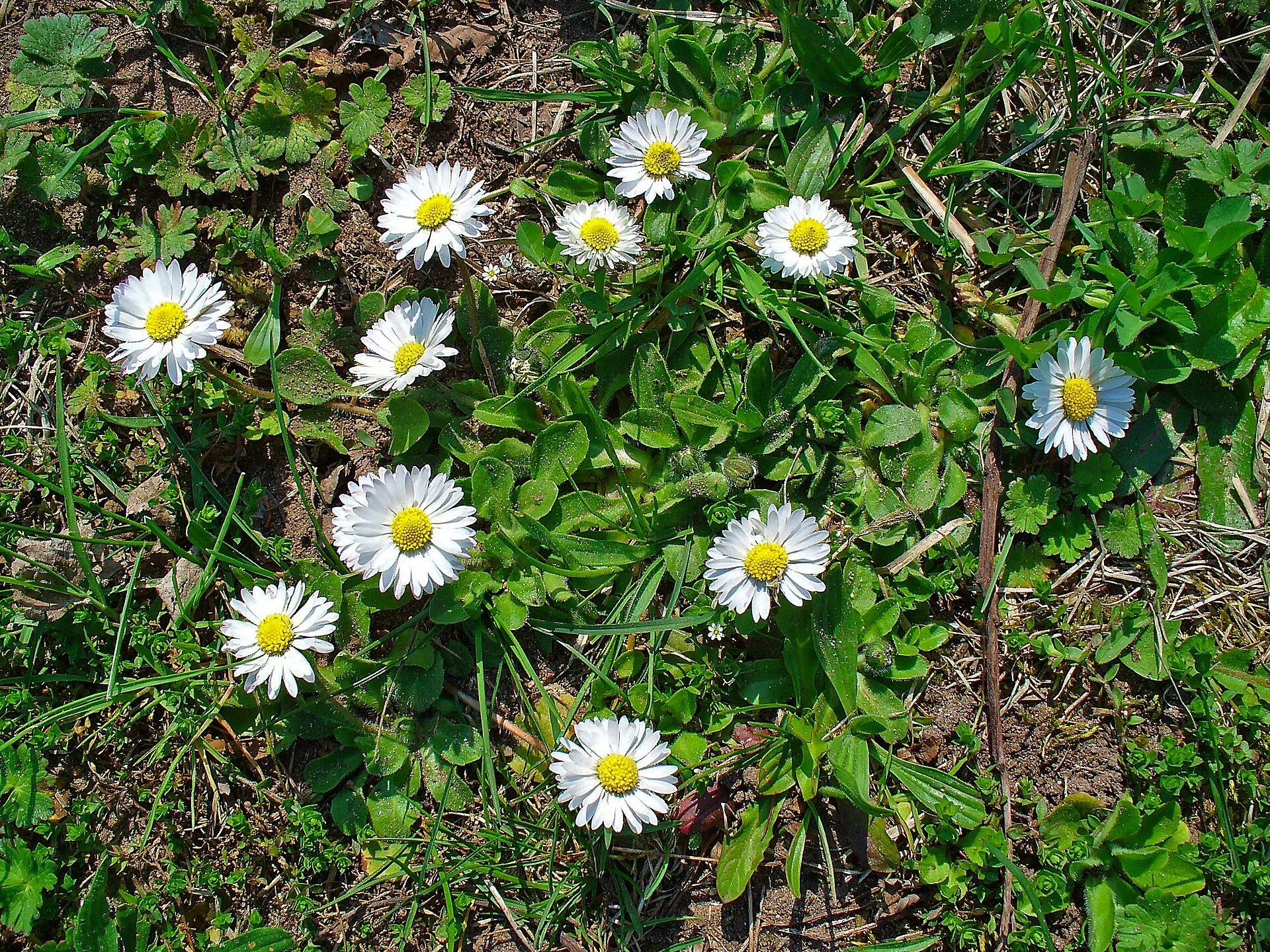 Bellis_perennis_001.JPG
