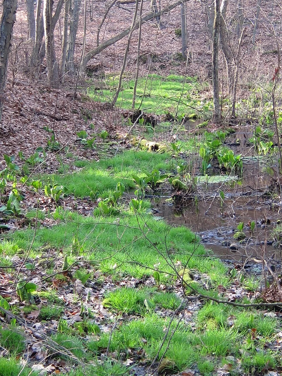 Bristers_Spring.JPG