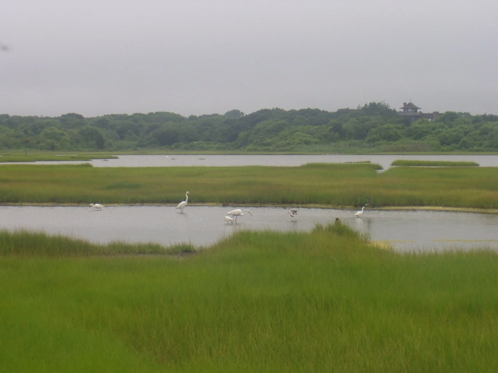 Allens_Pond_salt_marsh.jpg
