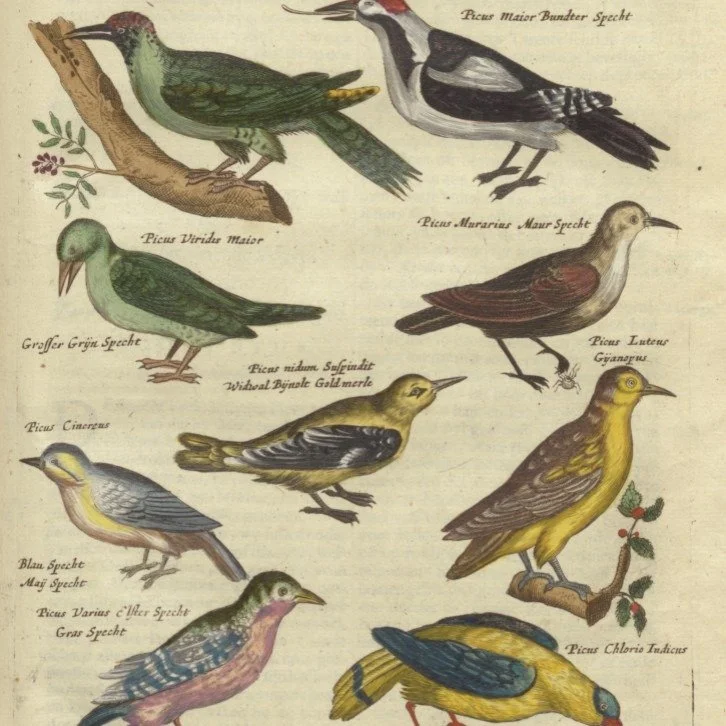 birds_paginations_square.jpg