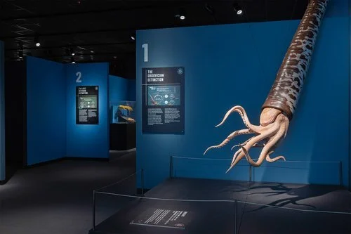 squid.jpg