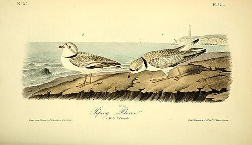 plovers.jpg