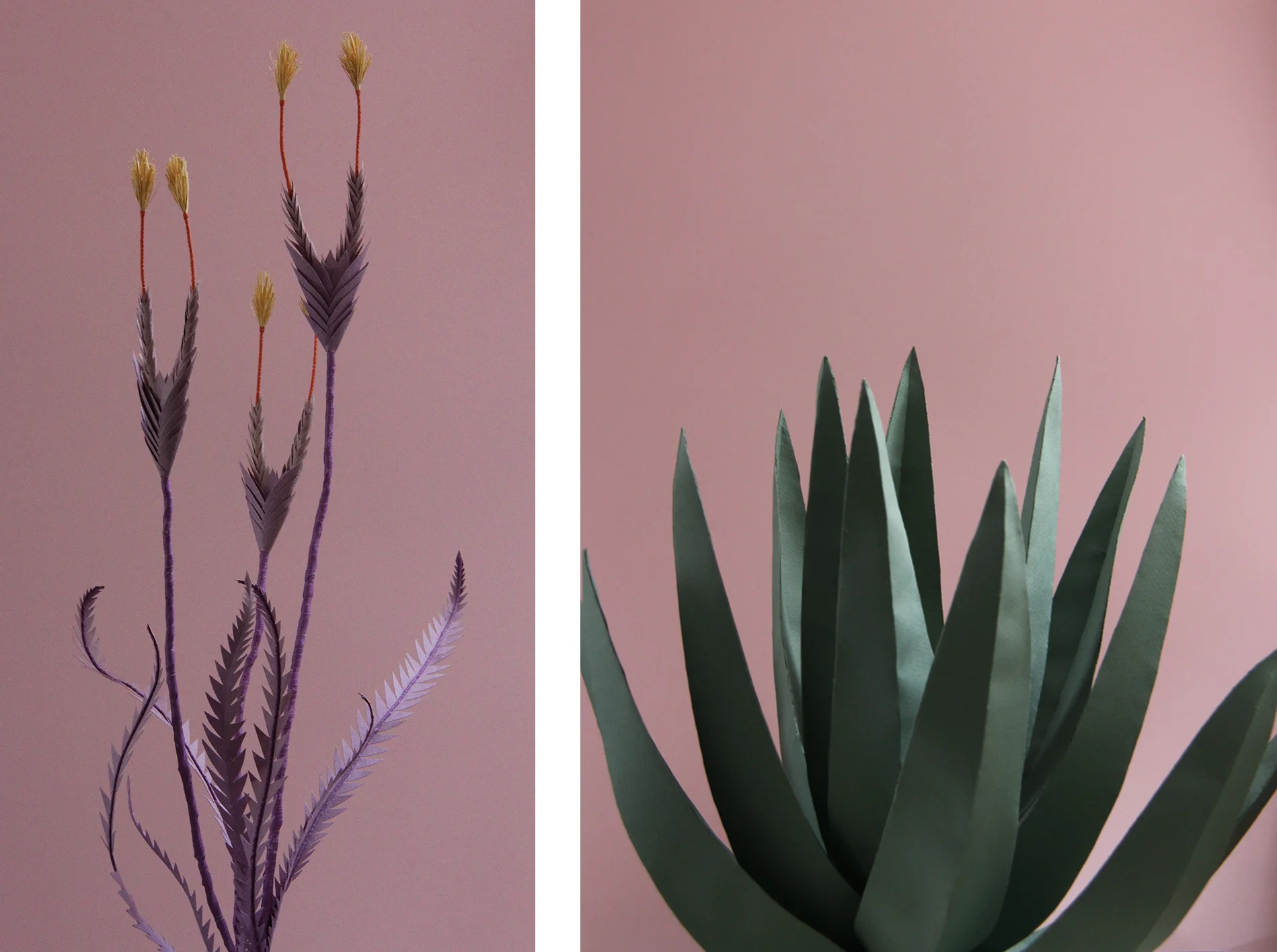 grass-and-yucca.jpg