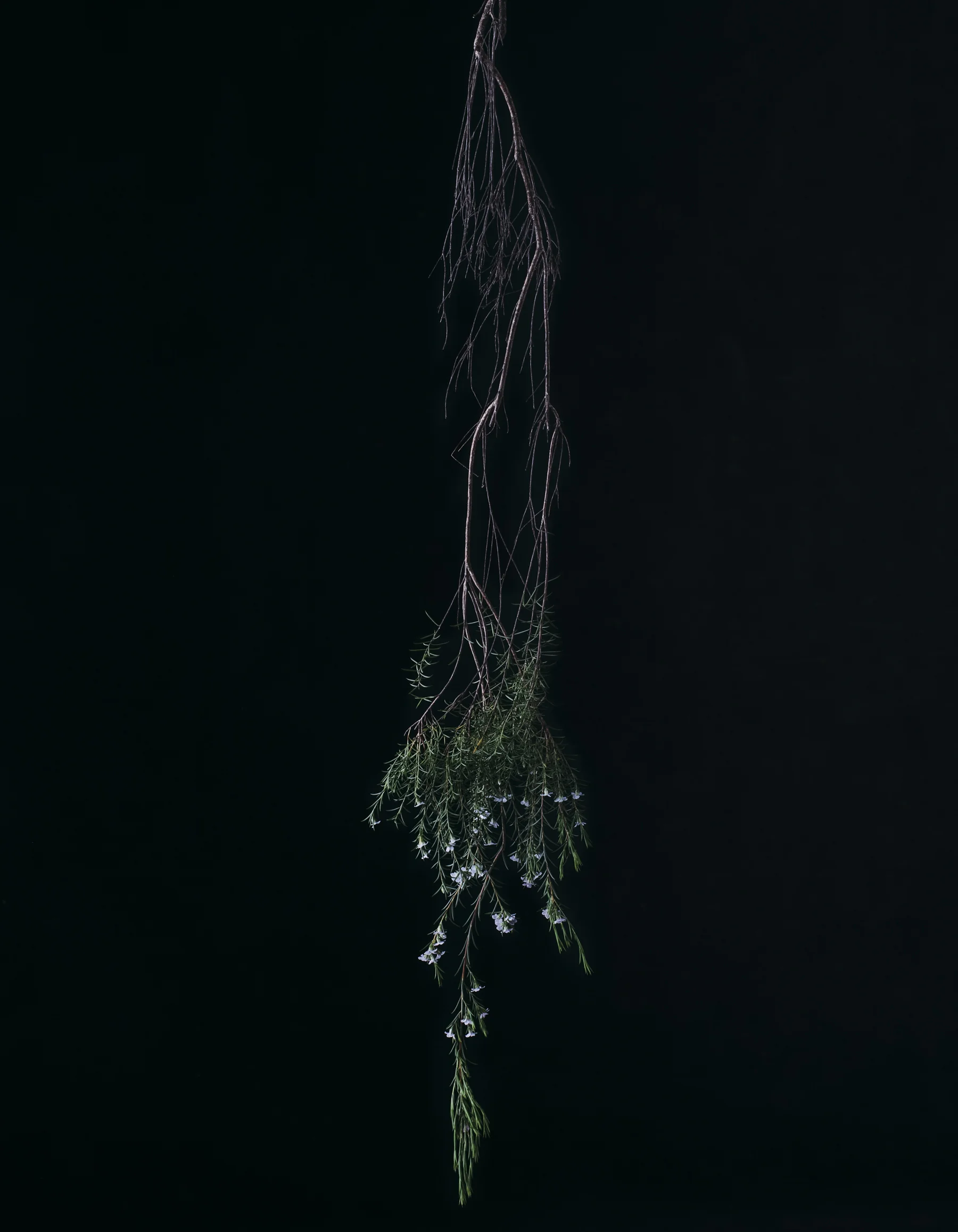 website-cass-9.jpg