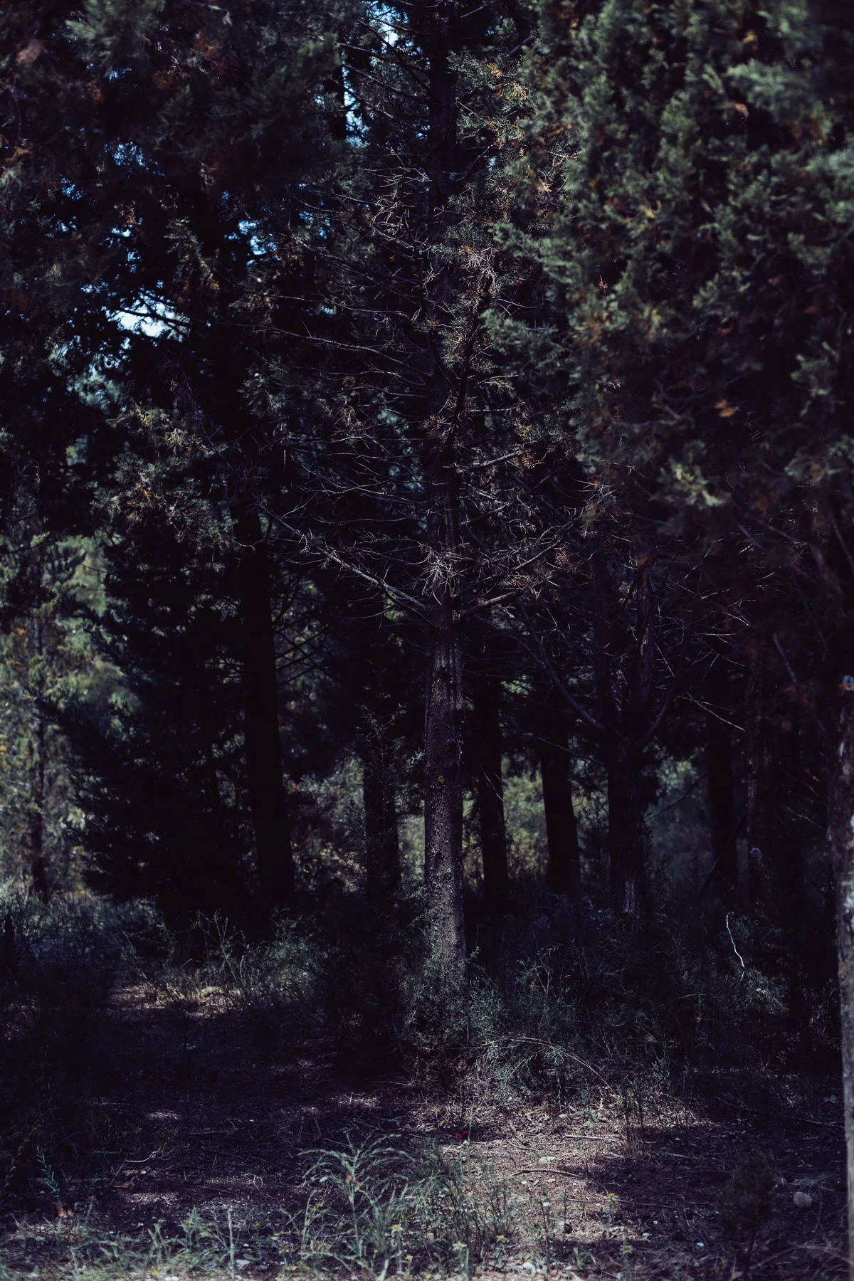 ánthos - bloom-1.jpg