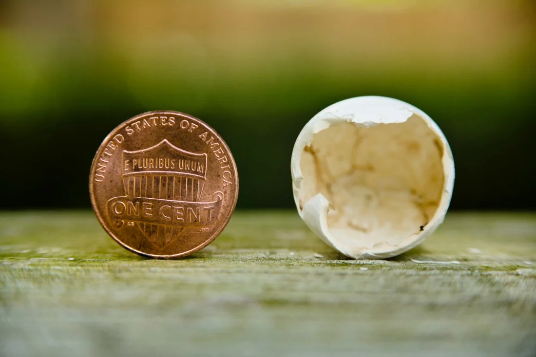 Macro Photography; Snake Egg & Penny 1.jpg