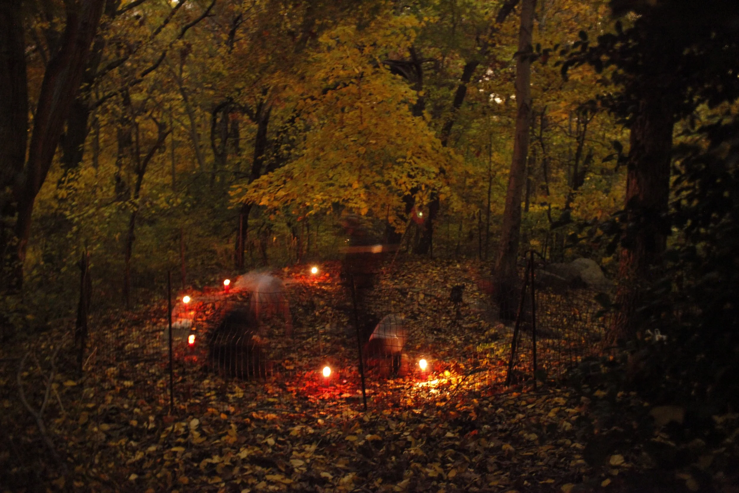 Werewolves; Wolf Pack 1 Photo by Vito Fun.JPG