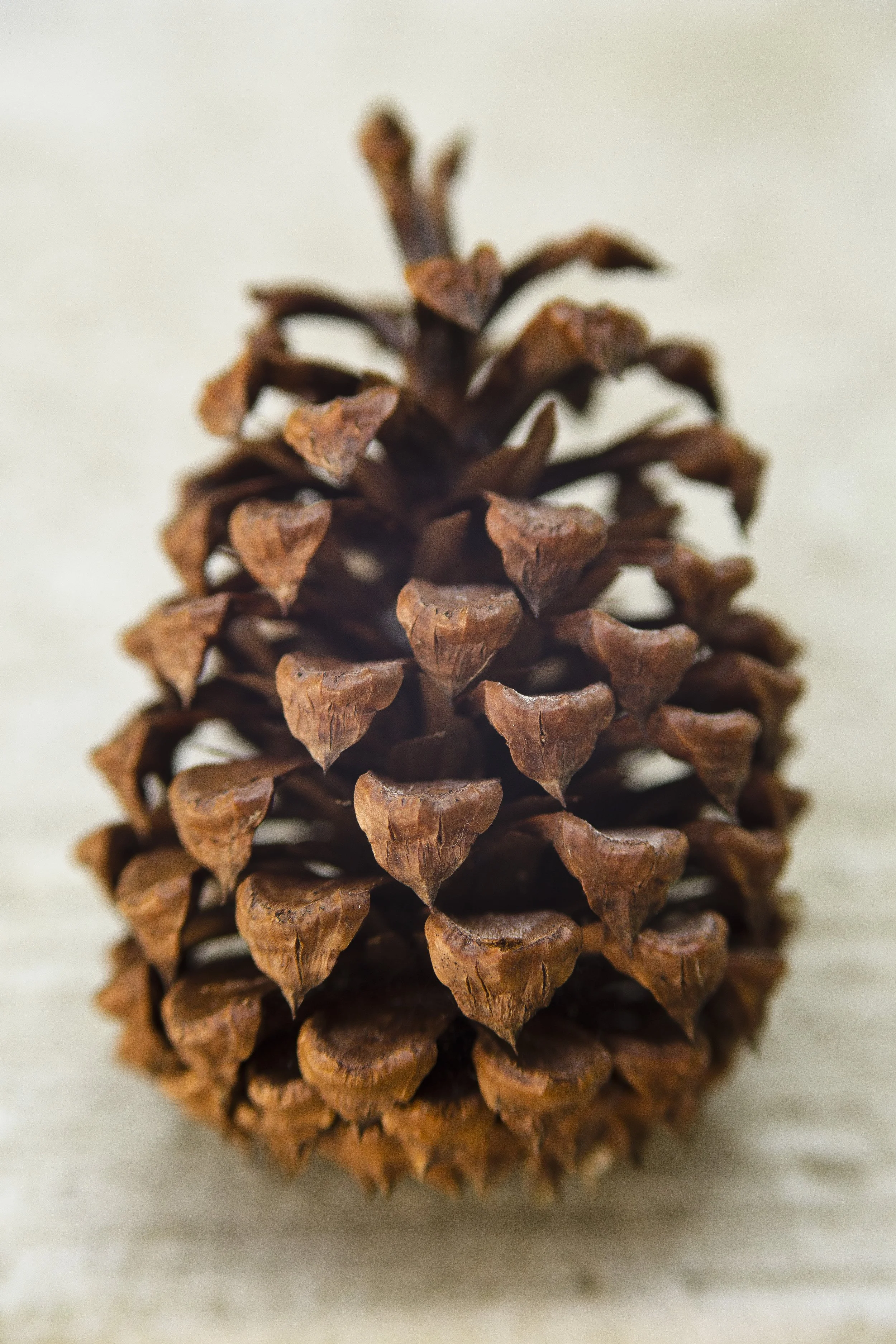 Macro Photography; Pine Cone 2 Photo by Vito Fun.JPG