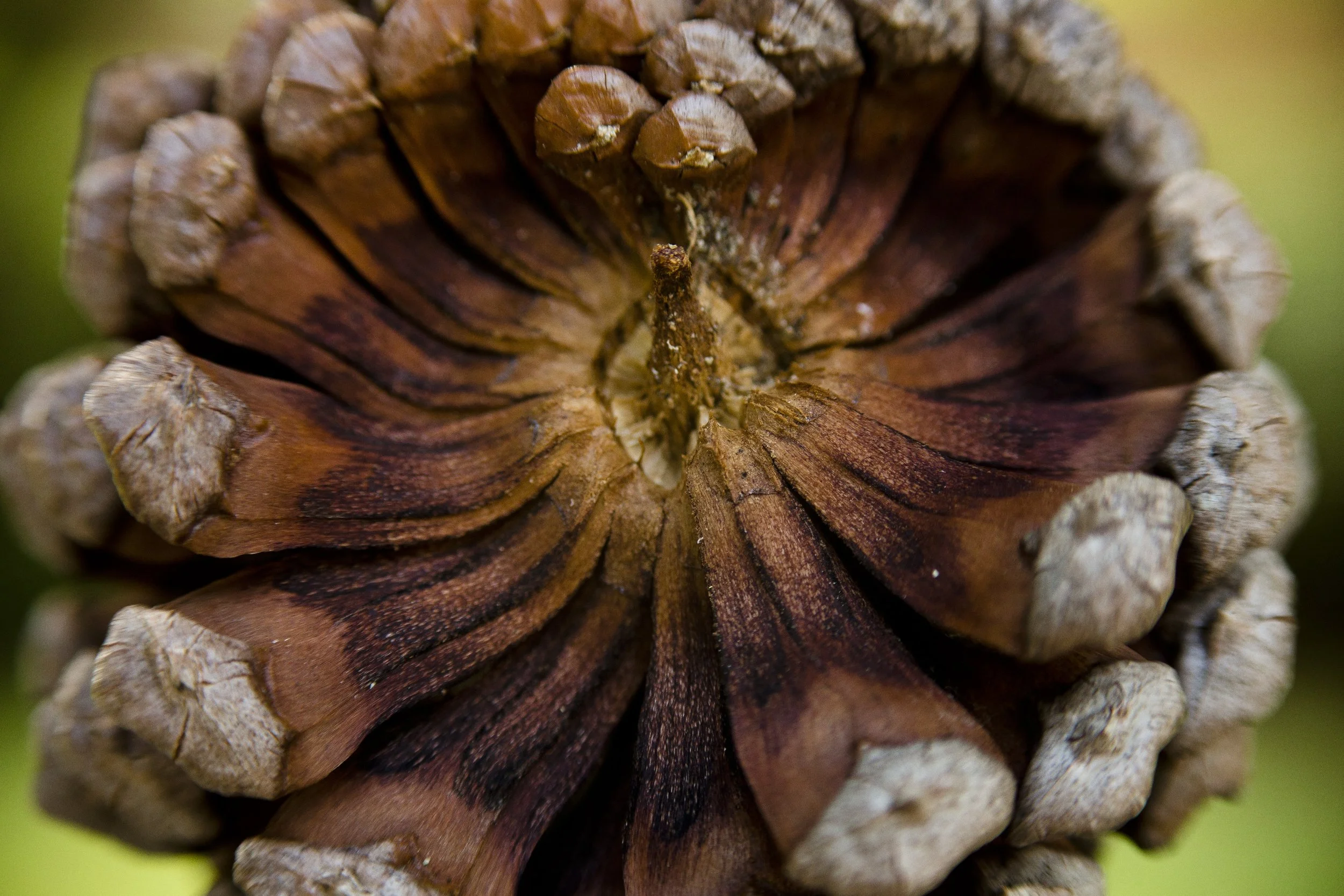 Macro Photography; Pine Cone 3 Photo by Vito Fun.JPG