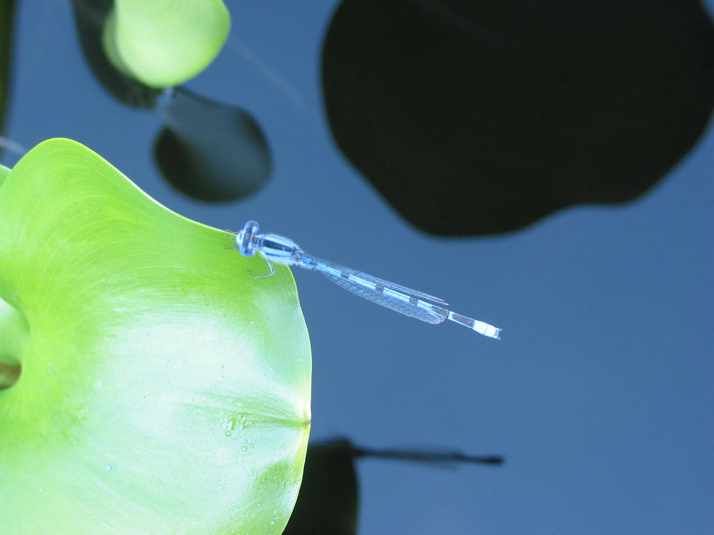 blue mayfly.jpg