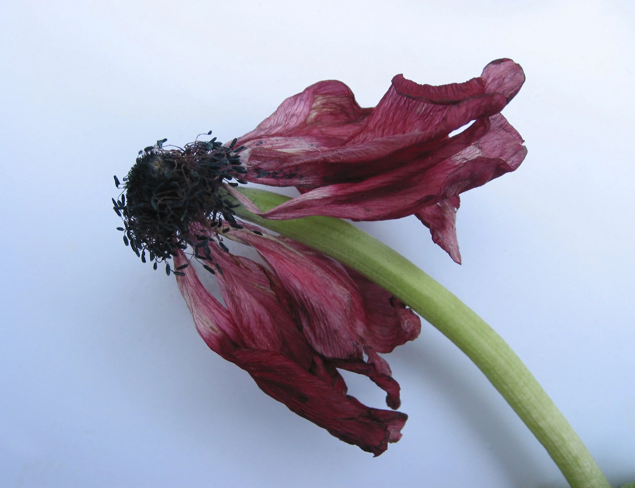 Dried anemone red.jpg
