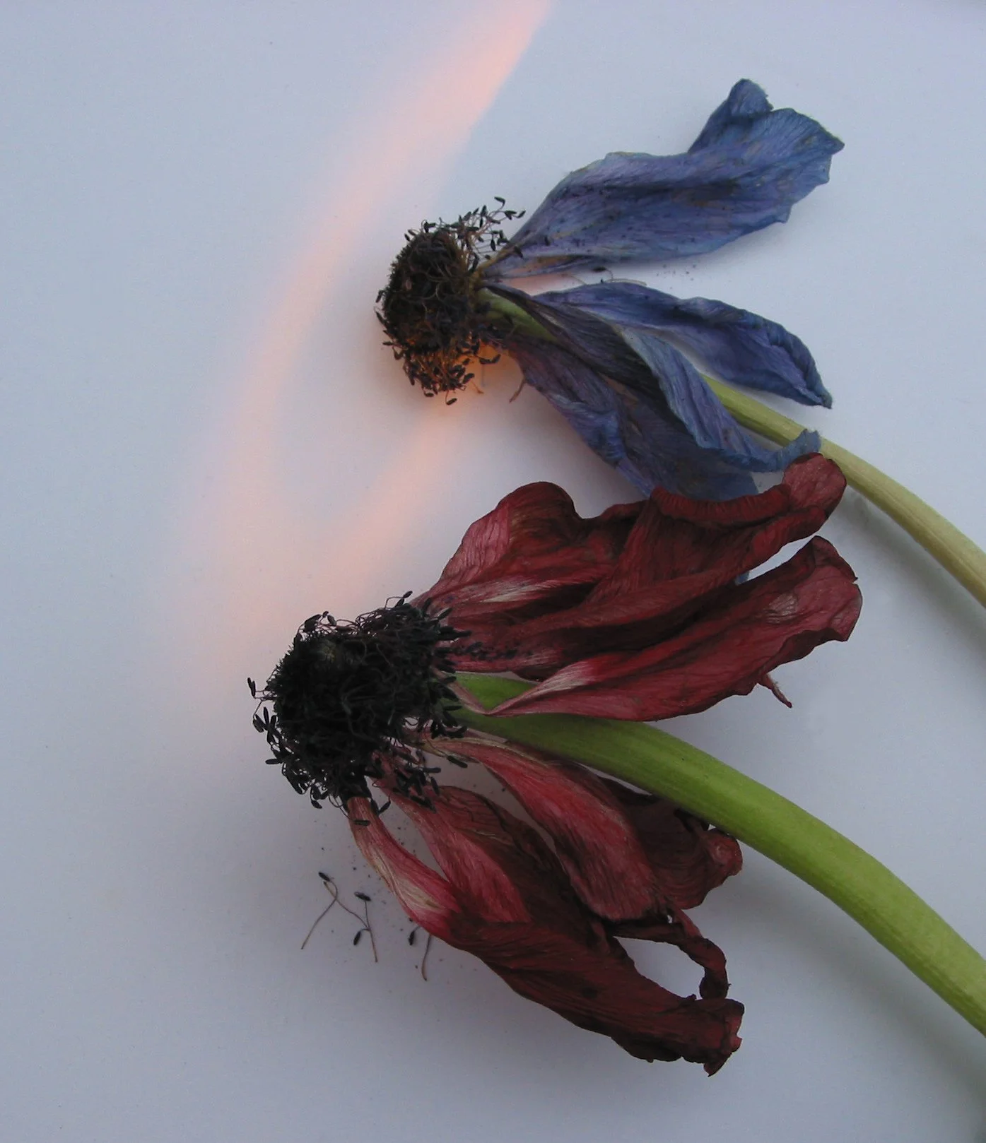 Dried anemones x 2.jpg
