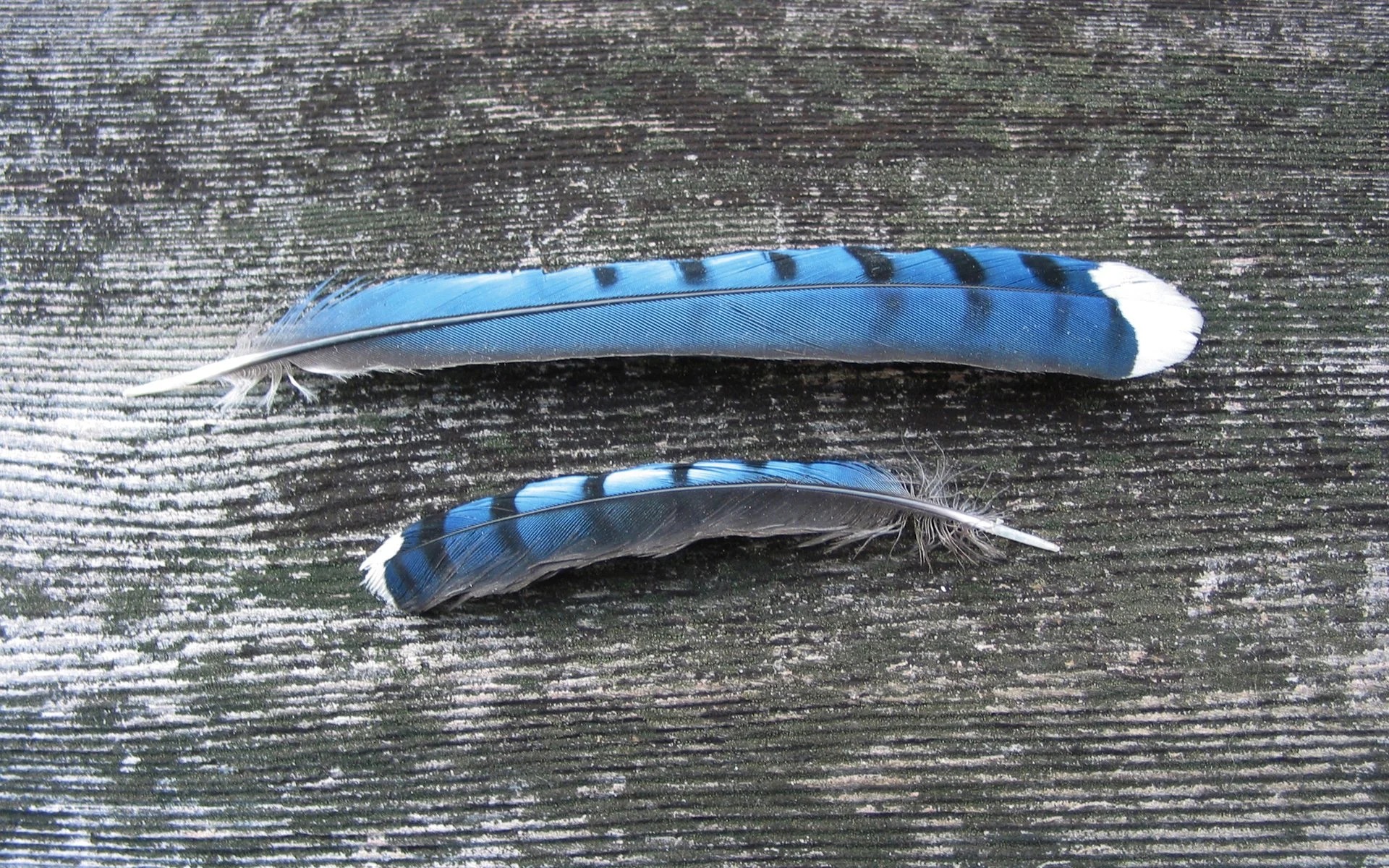 PRINT Jay feathers.jpg