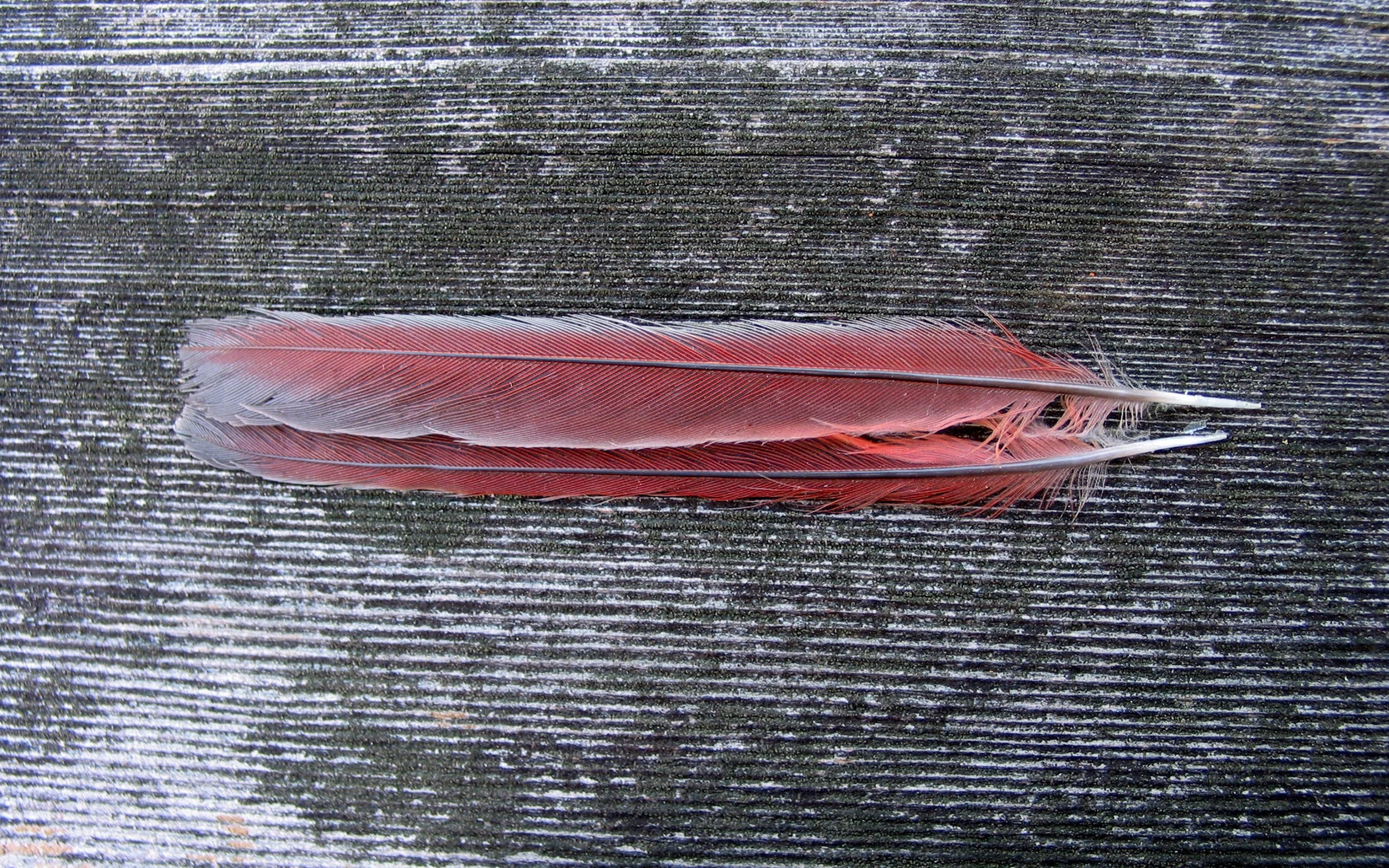 Red feathers for website.jpg