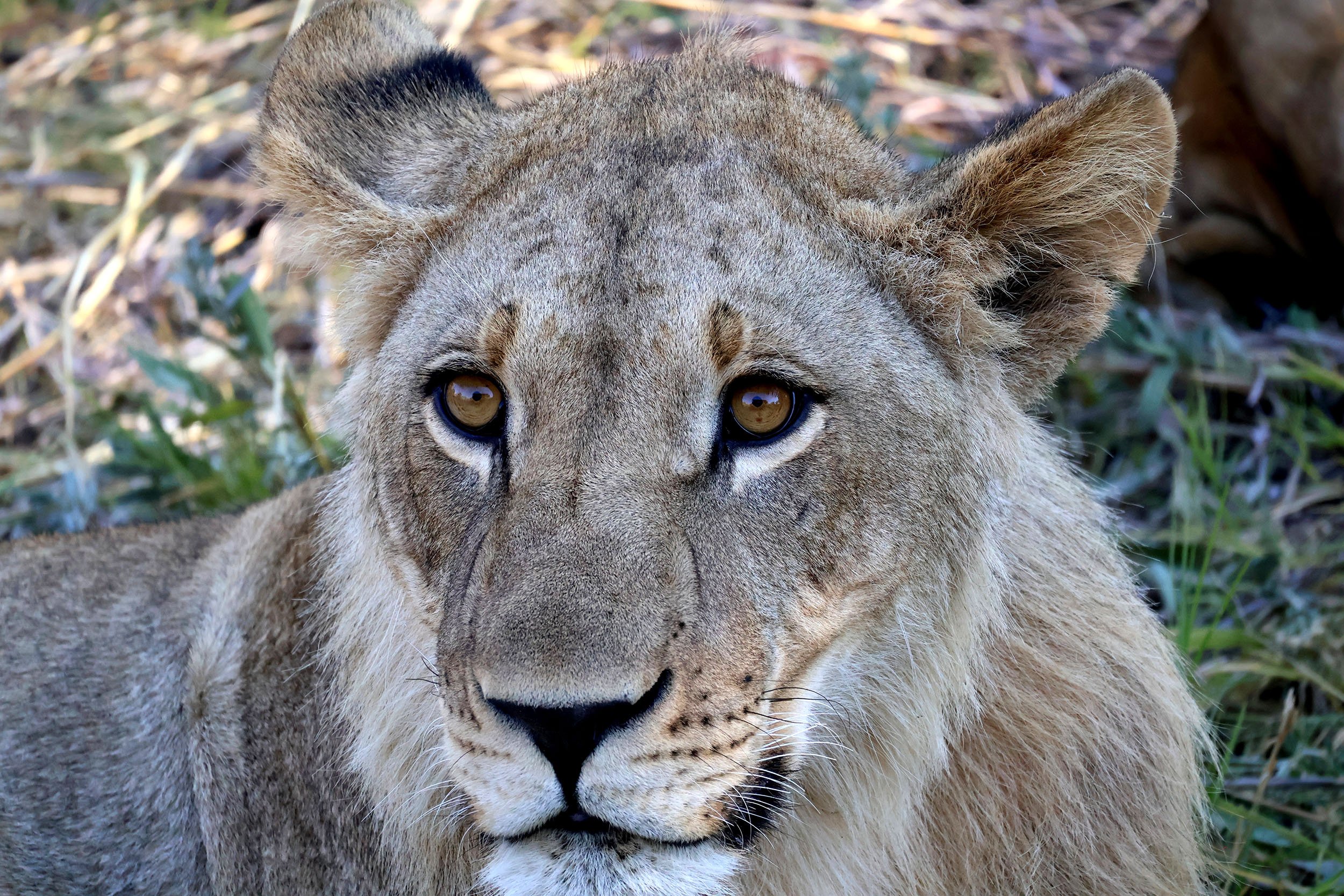 Khwai male lion  for squarespace IMG_2645.jpg