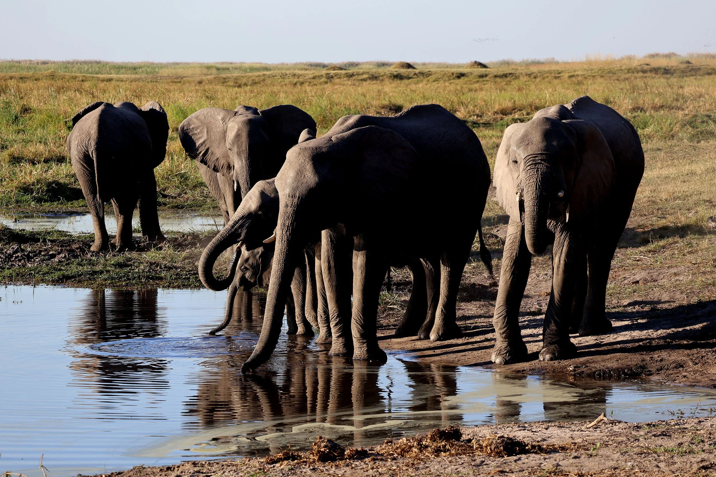 Linyanti elephants at water hole for squarespace IMG_2077.jpg