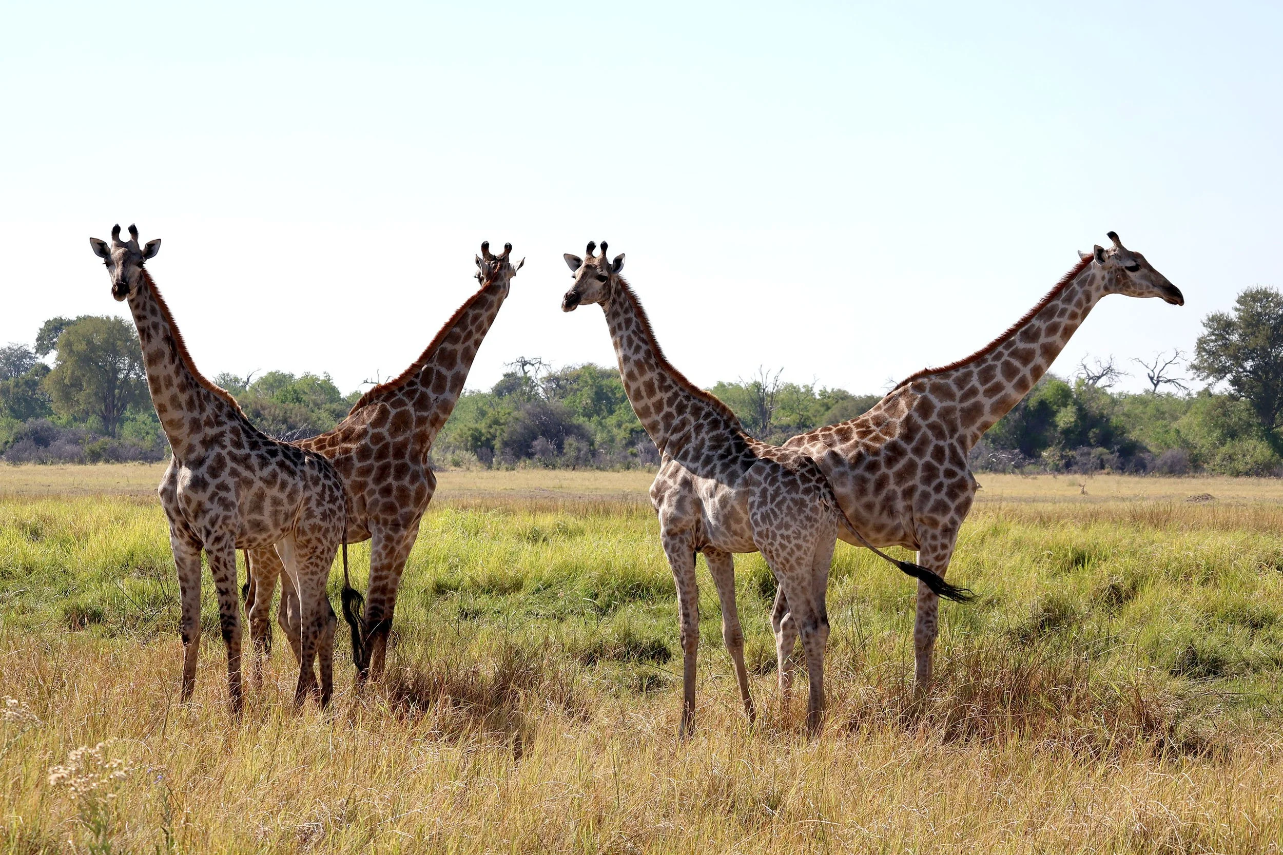 Khwai 4 giraffes for squarespace IMG_3210.jpg