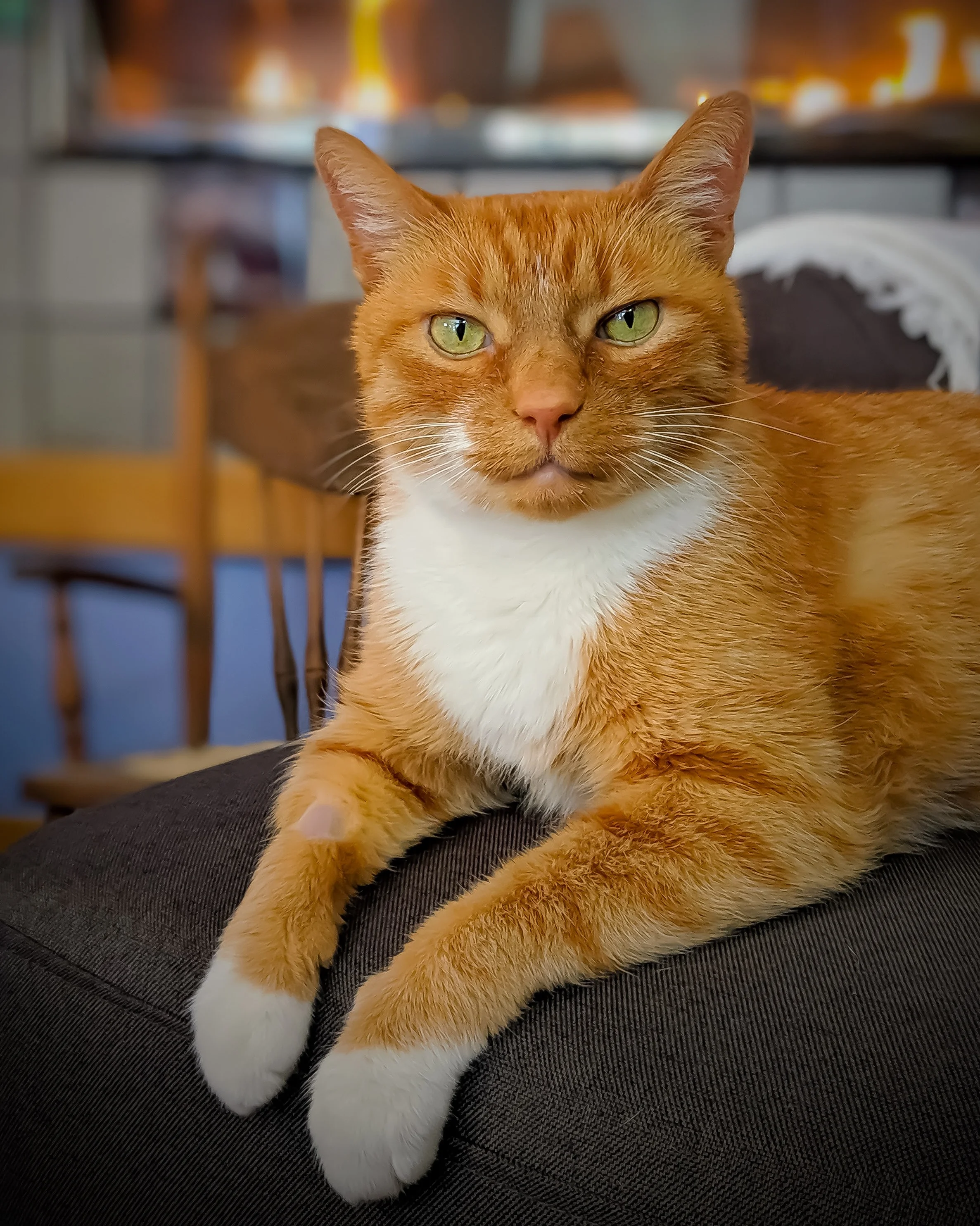 2nd Therapist in Charge if you’re into cats. If not, he can be relocated temporarily during your stay.