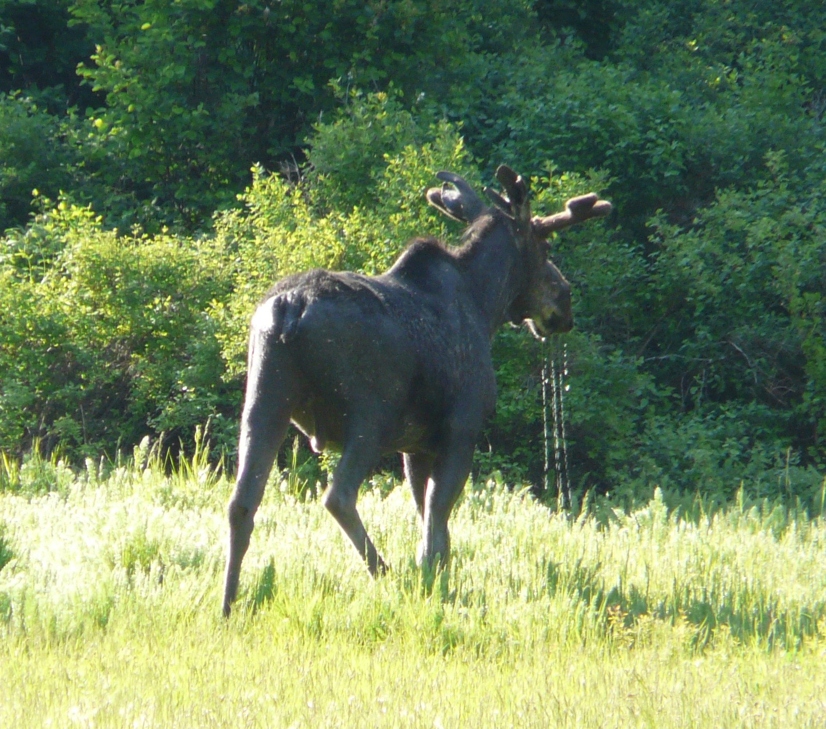 This is our version of a local craft beer named Moose Drool. He’s thirsty.