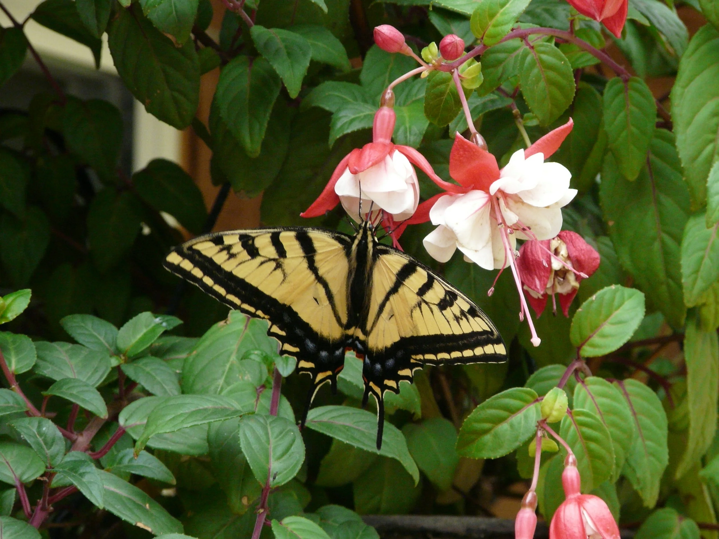 Majestic Monarch on Fuchsia Flowers