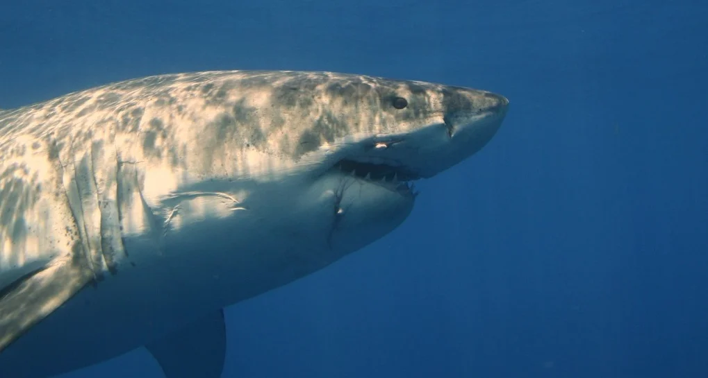 Free event: Sharktoberfest 2016!
