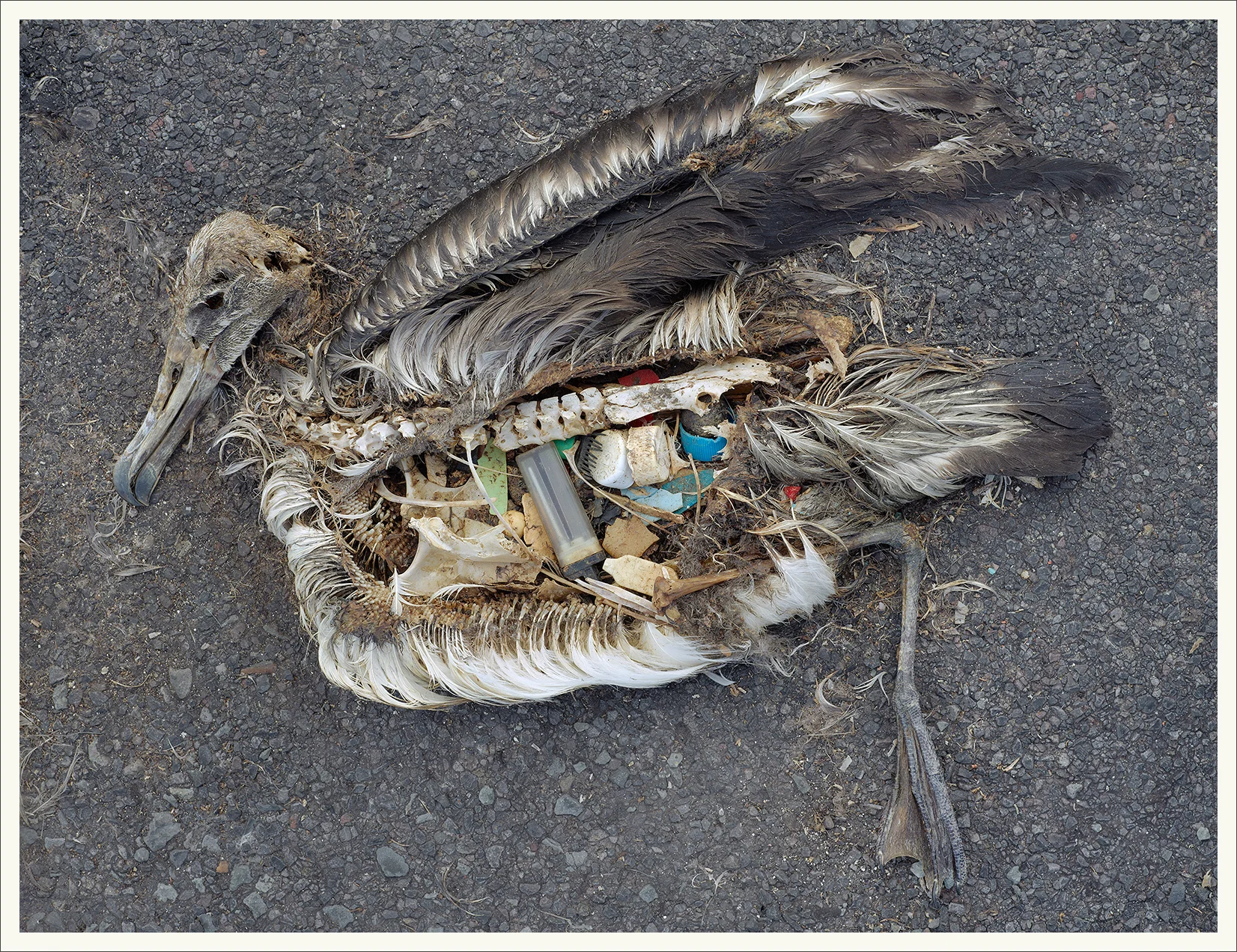albatross_2.jpg