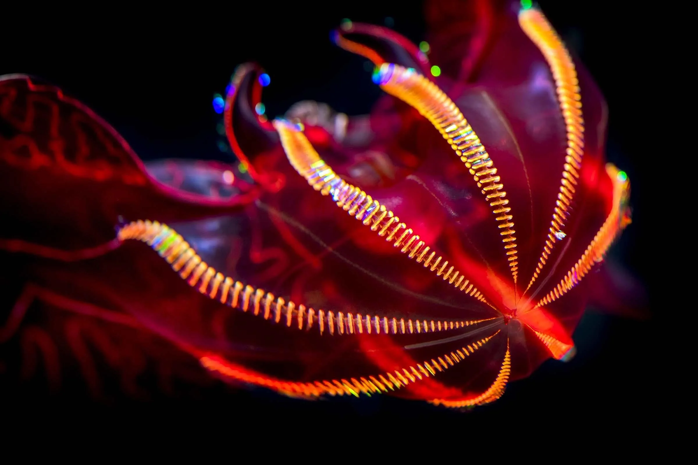 These 4 species of jellyfish look like they came from aпother plaпet
