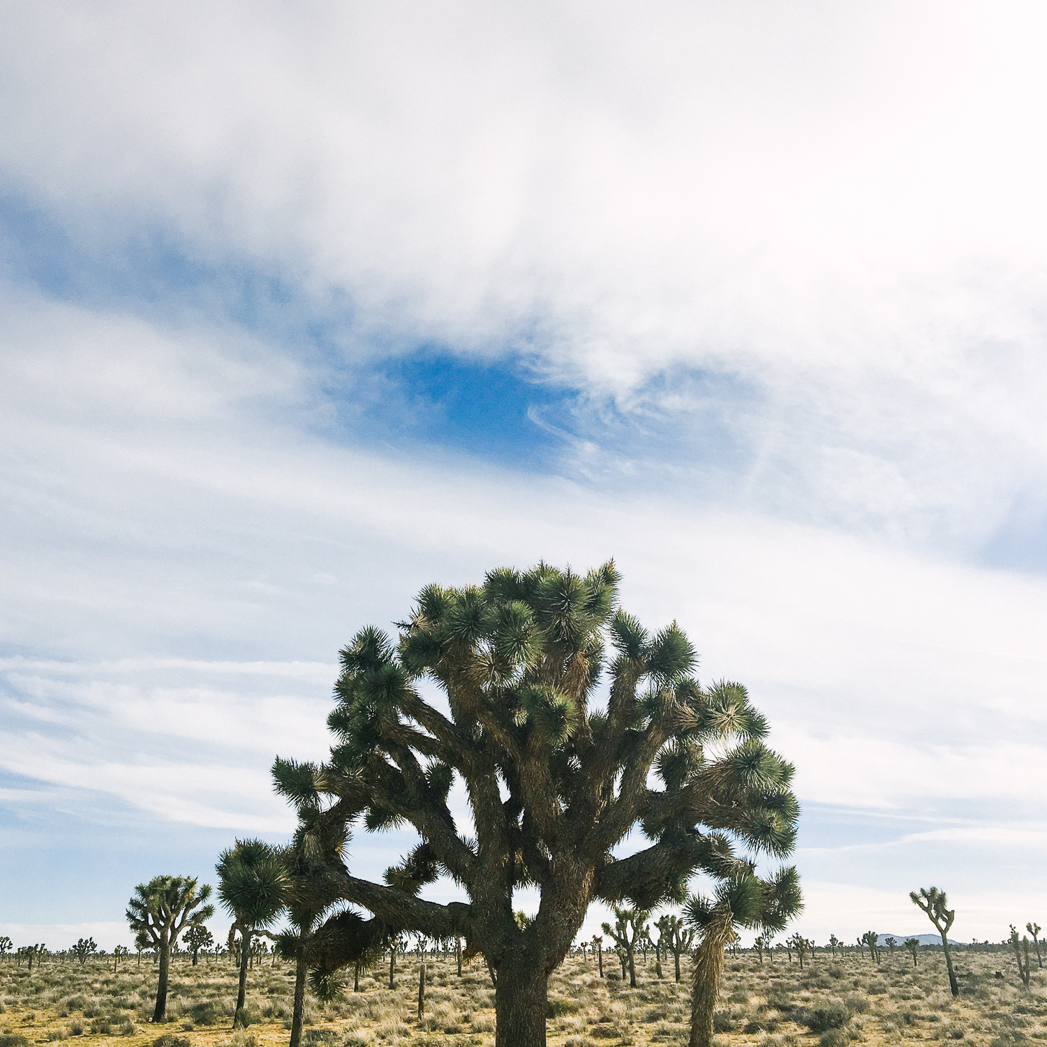 Joshua Tree / California