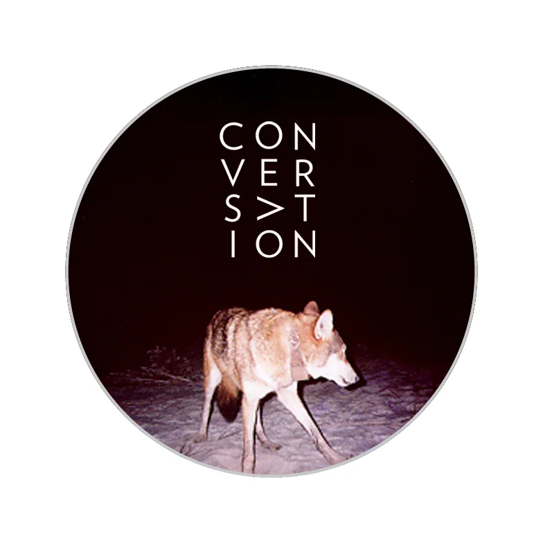 Pin - Black Wolf