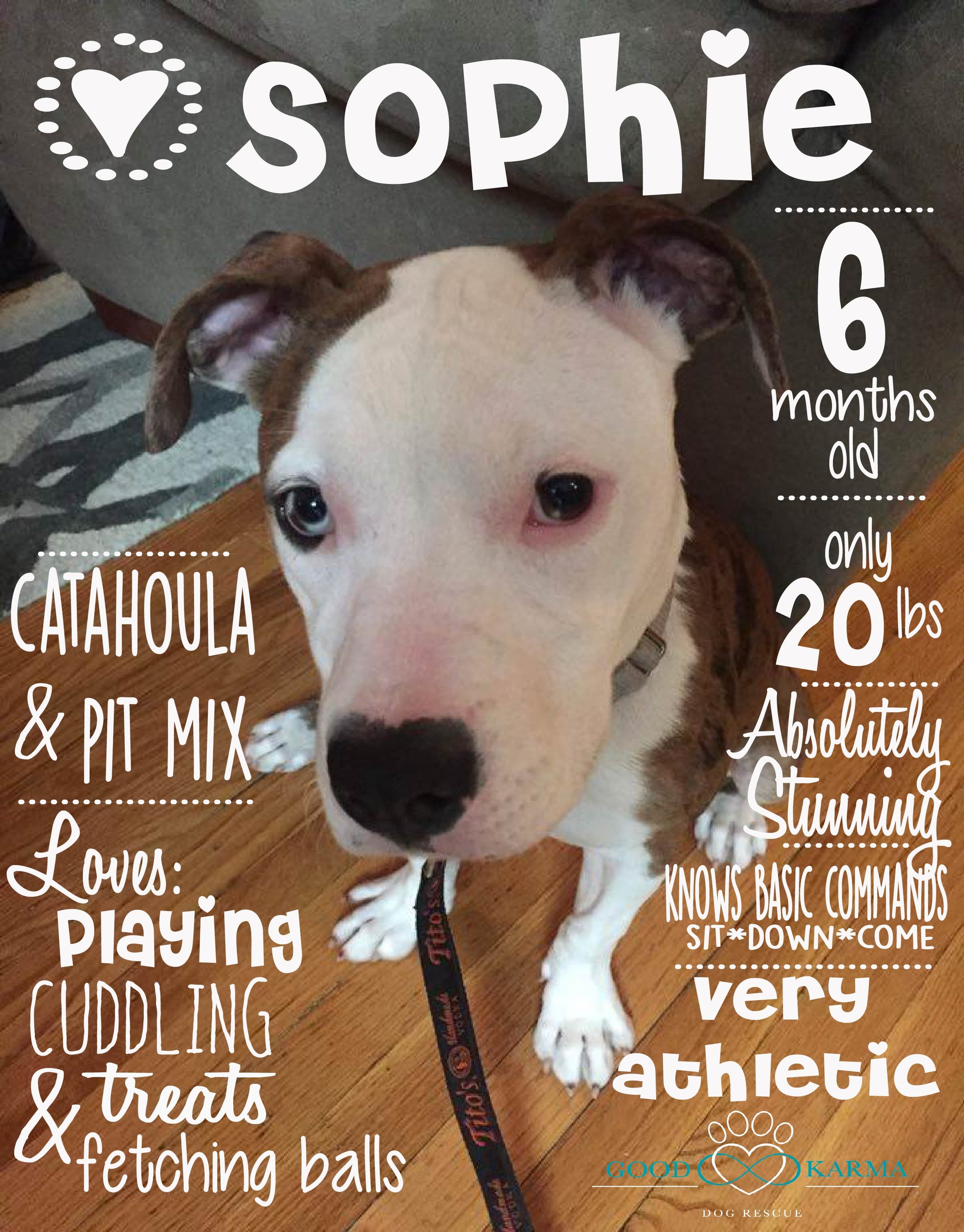 Sophie.jpg