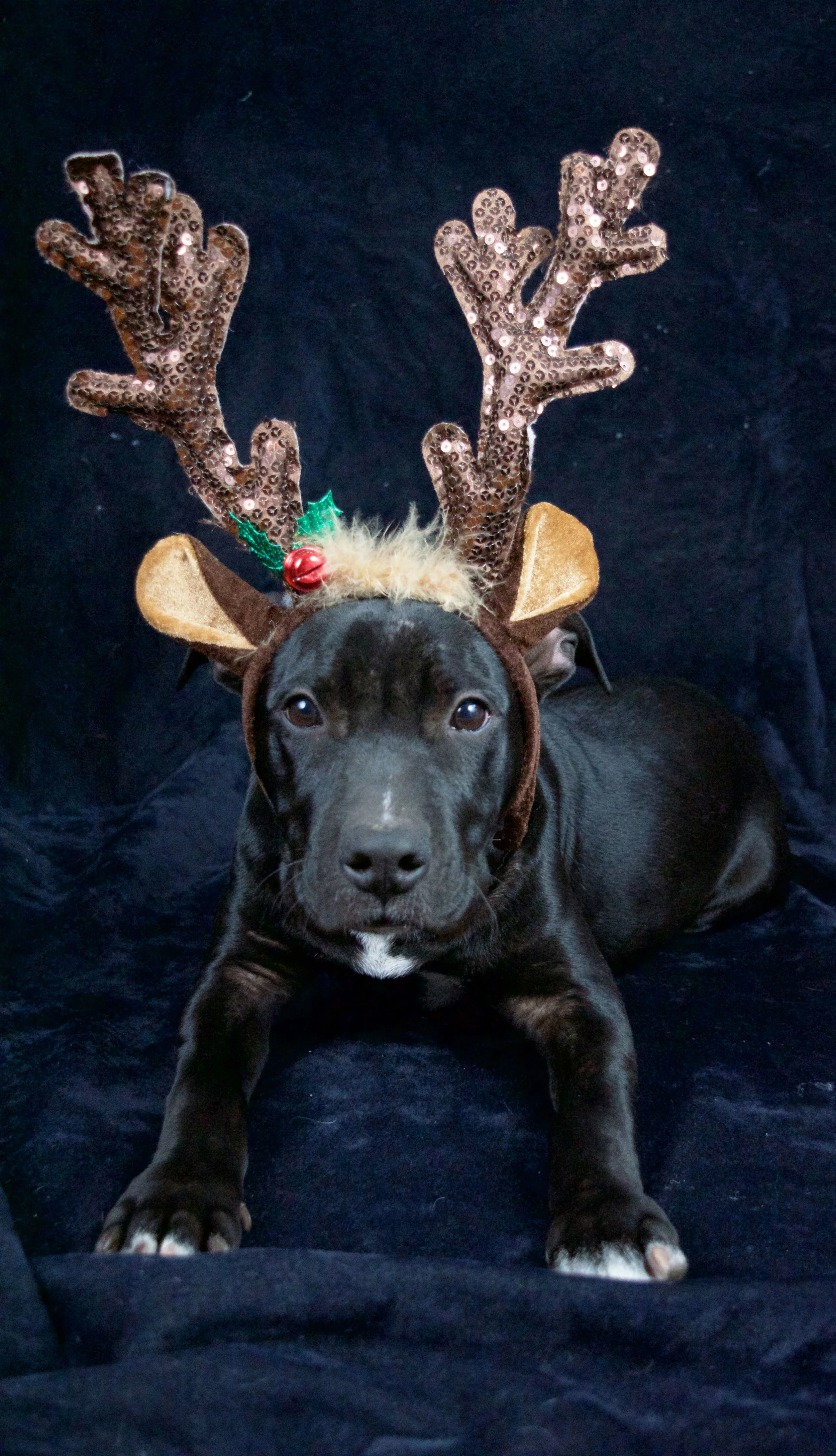 Reindeer.jpg