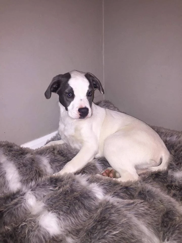 15355680_1790716054510755_4173940352957691756_n.jpg