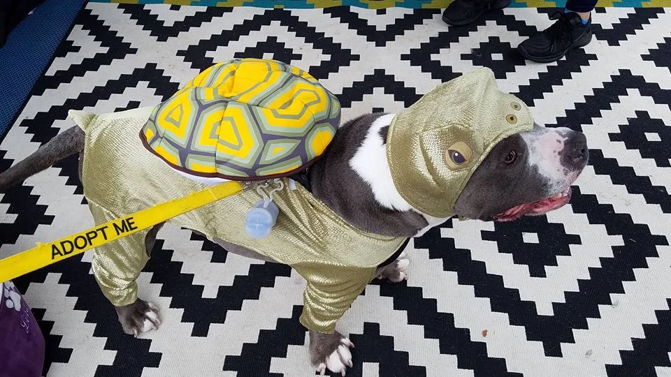 22405987_10214209565775798_1733036670196711781_n.jpg