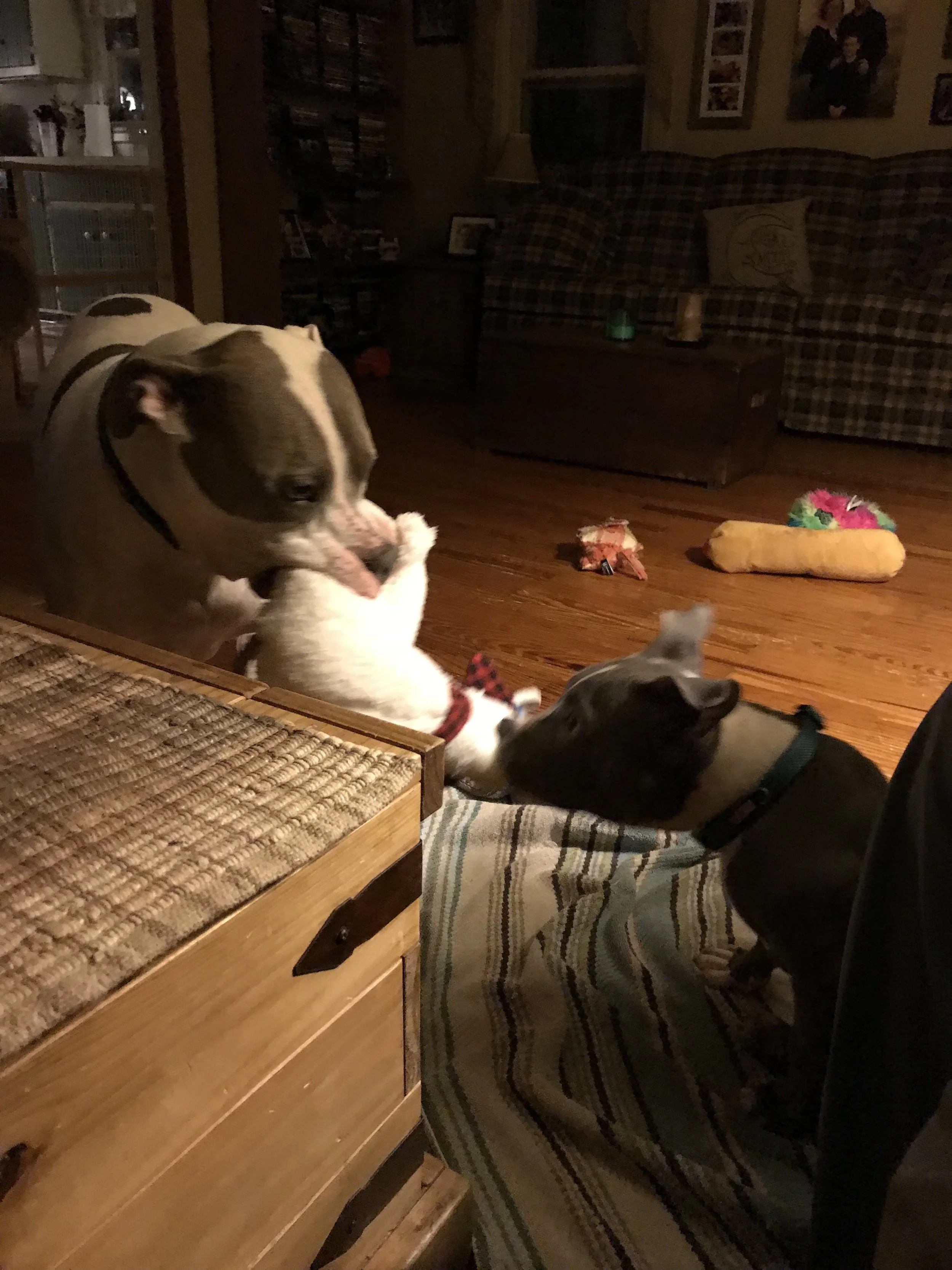 IMG_0528.jpeg