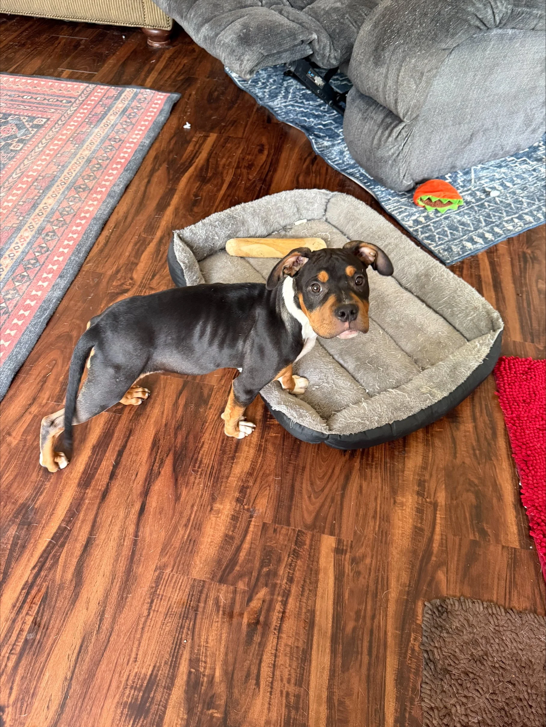 Penelope