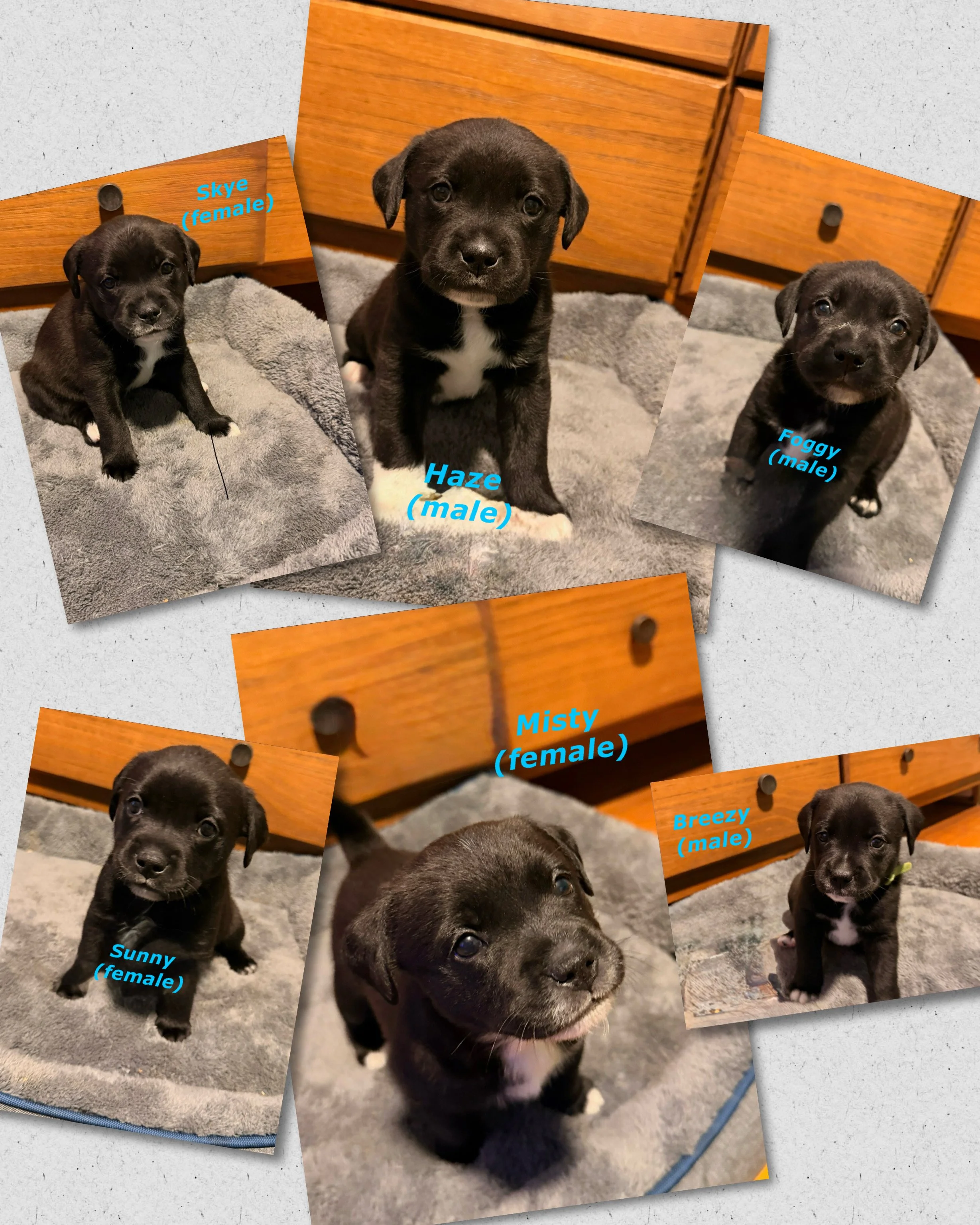 Mother Nature Litter!